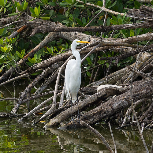 Amerikanischer Silberreiher / Sichtung in unbekannter Region am 22.06.2014
