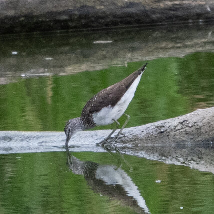 Waldwasserläufer / Sichtung in Baden-Württemberg am 05.07.2026