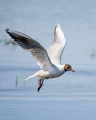 Lachmöwe / Sichtung in Hessen am 27.04.2025
