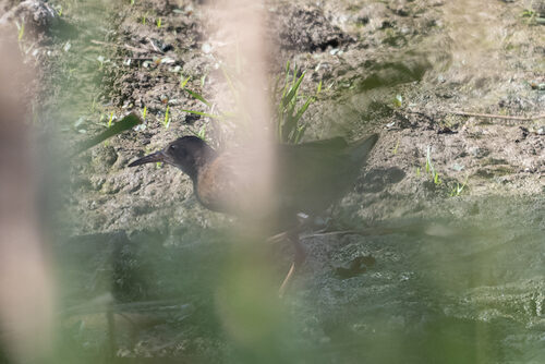 Wasserralle / Sichtung in Baden-Württemberg am 09.08.2026