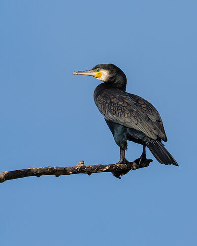 Kormoran / Sichtung in Hessen am 31.08.2025