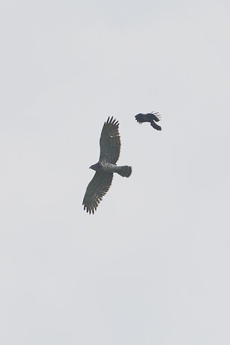 Schlangenadler / Sichtung in Ausland am 13.09.2025