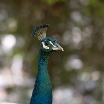 Blauer Pfau / Sichtung in Ausland am 26.08.2026