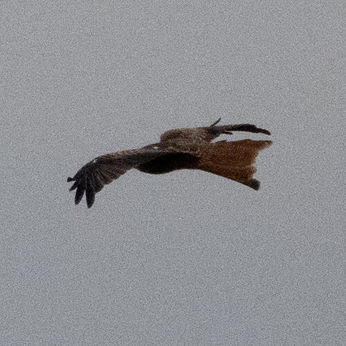 Schwarzmilan / Sichtung in Baden-Württemberg am 04.09.2026