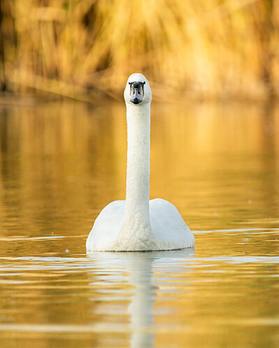 Singschwan / Sichtung in Hessen am 18.05.2025