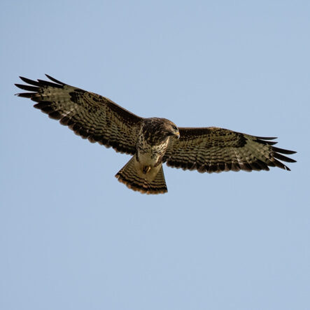 Mäusebussard / Sichtung in unbekannter Region am 13.10.2024