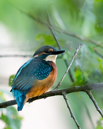 Eisvogel / Sichtung in Hessen am 18.05.2025