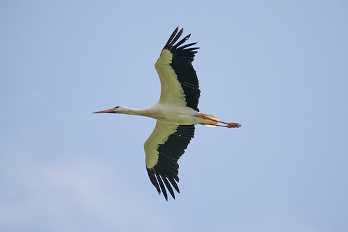 Weißstorch / Sichtung in Hessen am 18.05.2025
