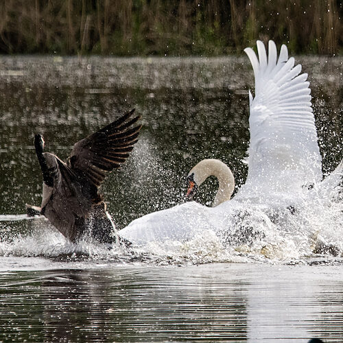 Höckerschwan / Sichtung in Baden-Württemberg am 14.04.2024