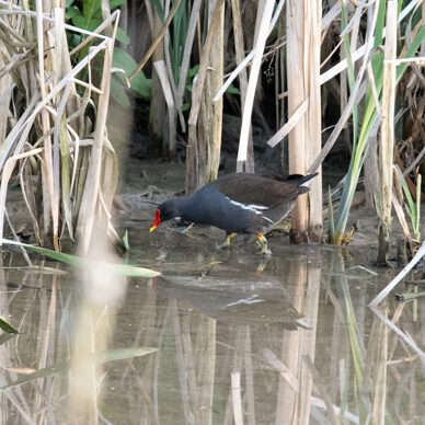 Teichhuhn / Sichtung in Baden-Württemberg am 05.06.2025