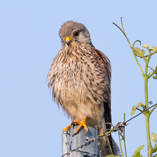 Turmfalke / Sichtung in Baden-Württemberg am 09.06.2025