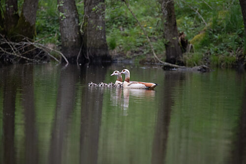 Nilgans / Sichtung in Hessen am 04.05.2024