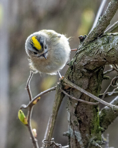 Wintergoldhähnchen / Sichtung in Schleswig-Holstein am 04.04.2026