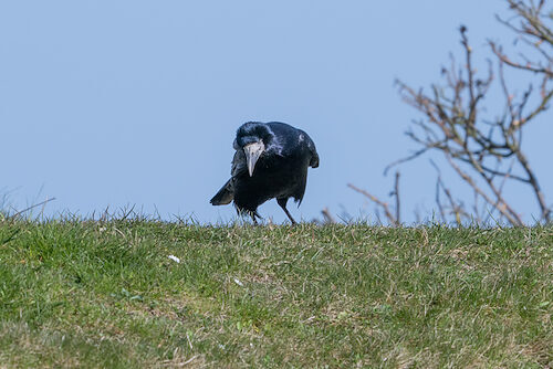 Saatkrähe / Sichtung in Schleswig-Holstein am 05.04.2026