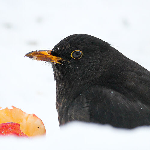 Amsel / Sichtung in Hessen am 25.12.2010