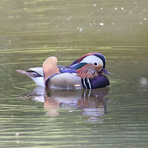 Mandarinente / Sichtung in Brandenburg am 01.05.2011