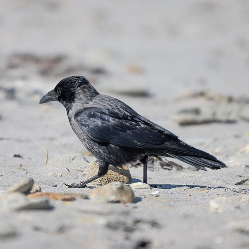 Raben- x Nebelkrähe (Hybrid) / Sichtung in Schleswig-Holstein am 04.04.2026