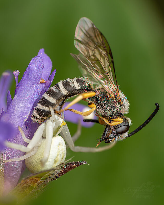 Krabbenspinne – mit Wildbiene