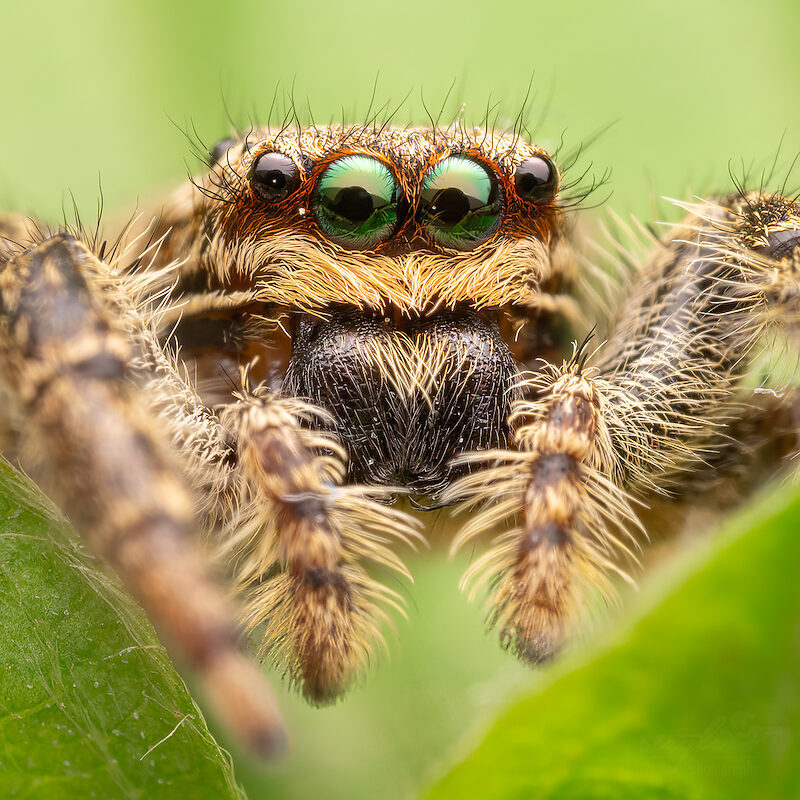 Rindenspringspinne – Portrait