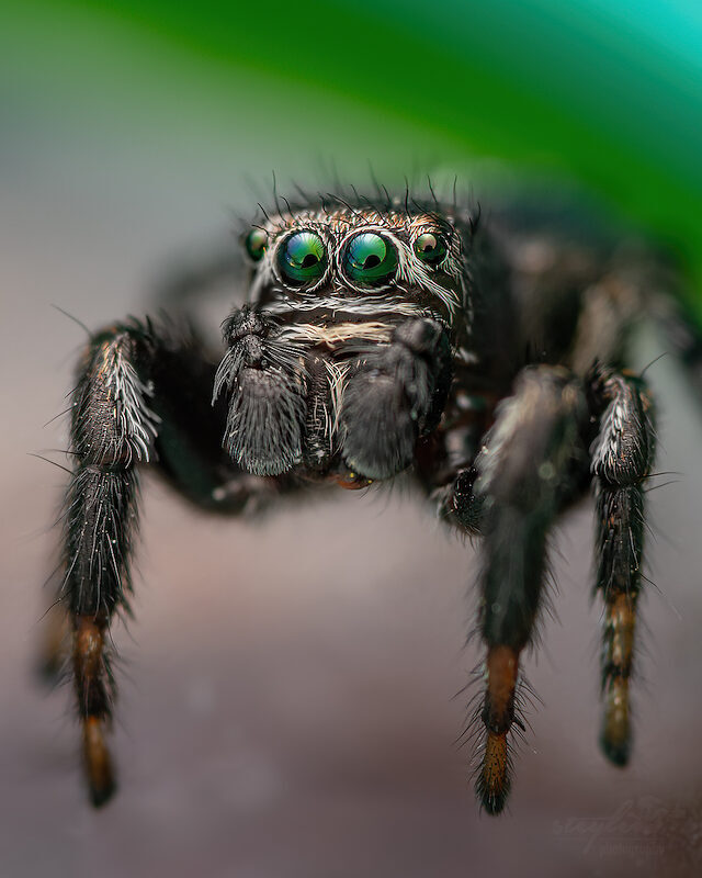 Springspinne – Portrait