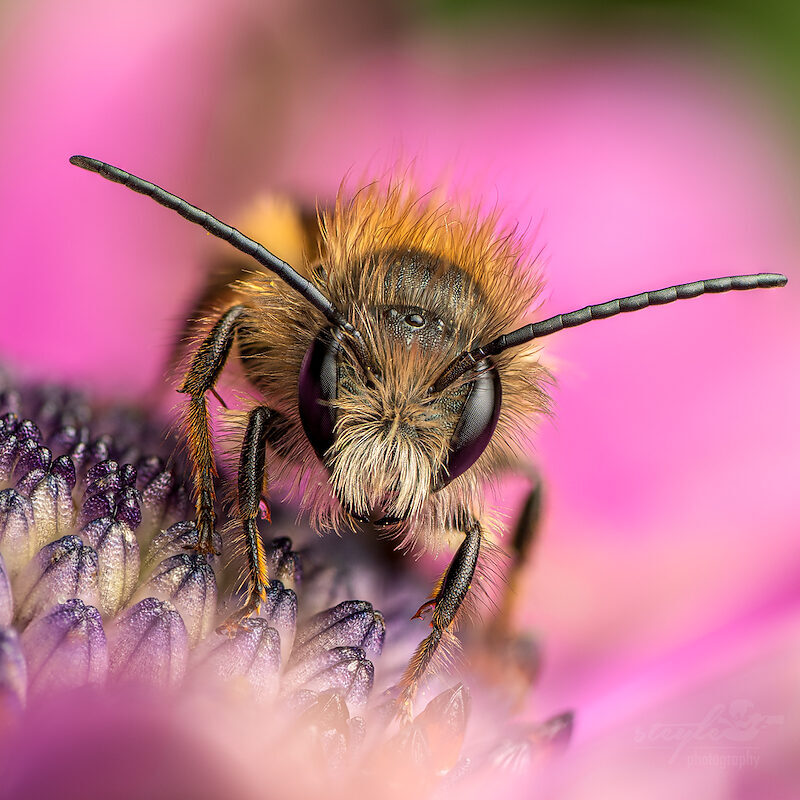 Wildbiene – Portrait