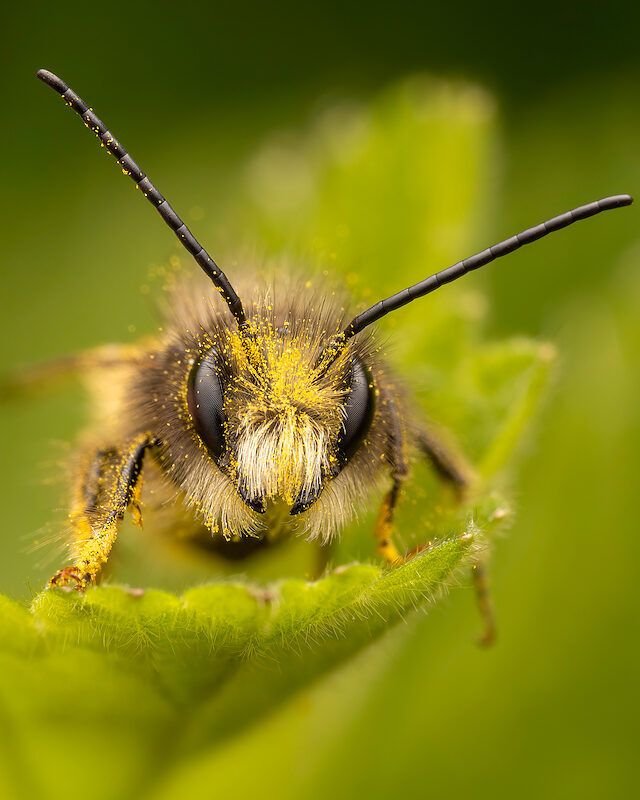 Wildbiene – Portrait