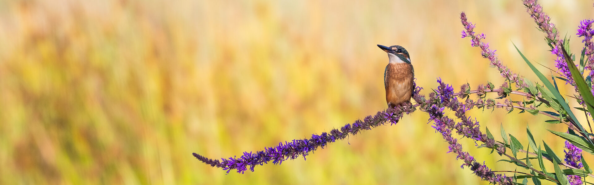 Vogelbeobachtung von Nicolas Stey