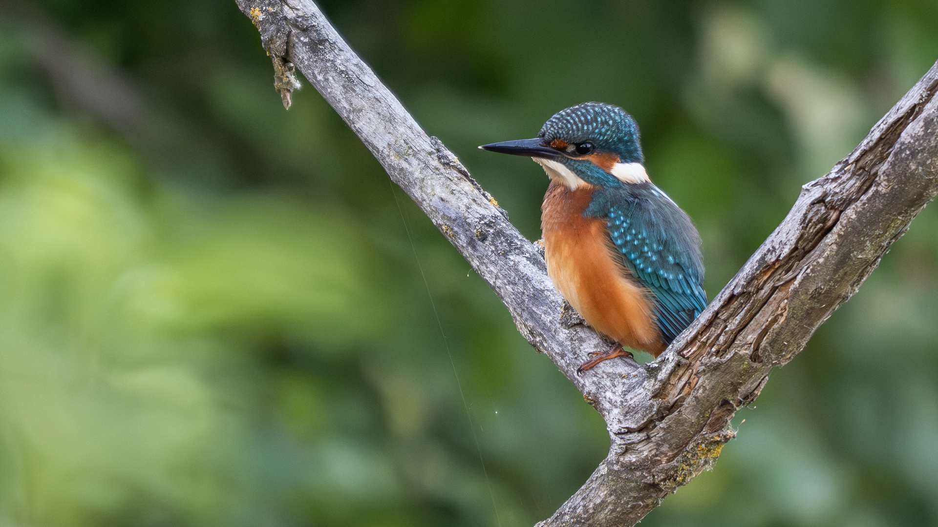Eisvogel