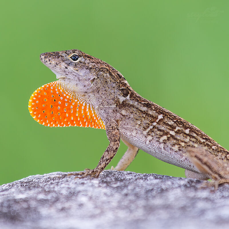 Anolis Echse – Auf Cuba