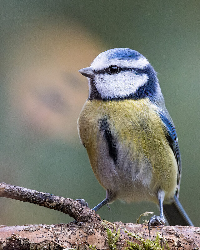 Blaumeise – Im Garten