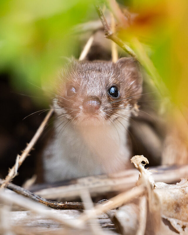 Mauswiesel – Portrait